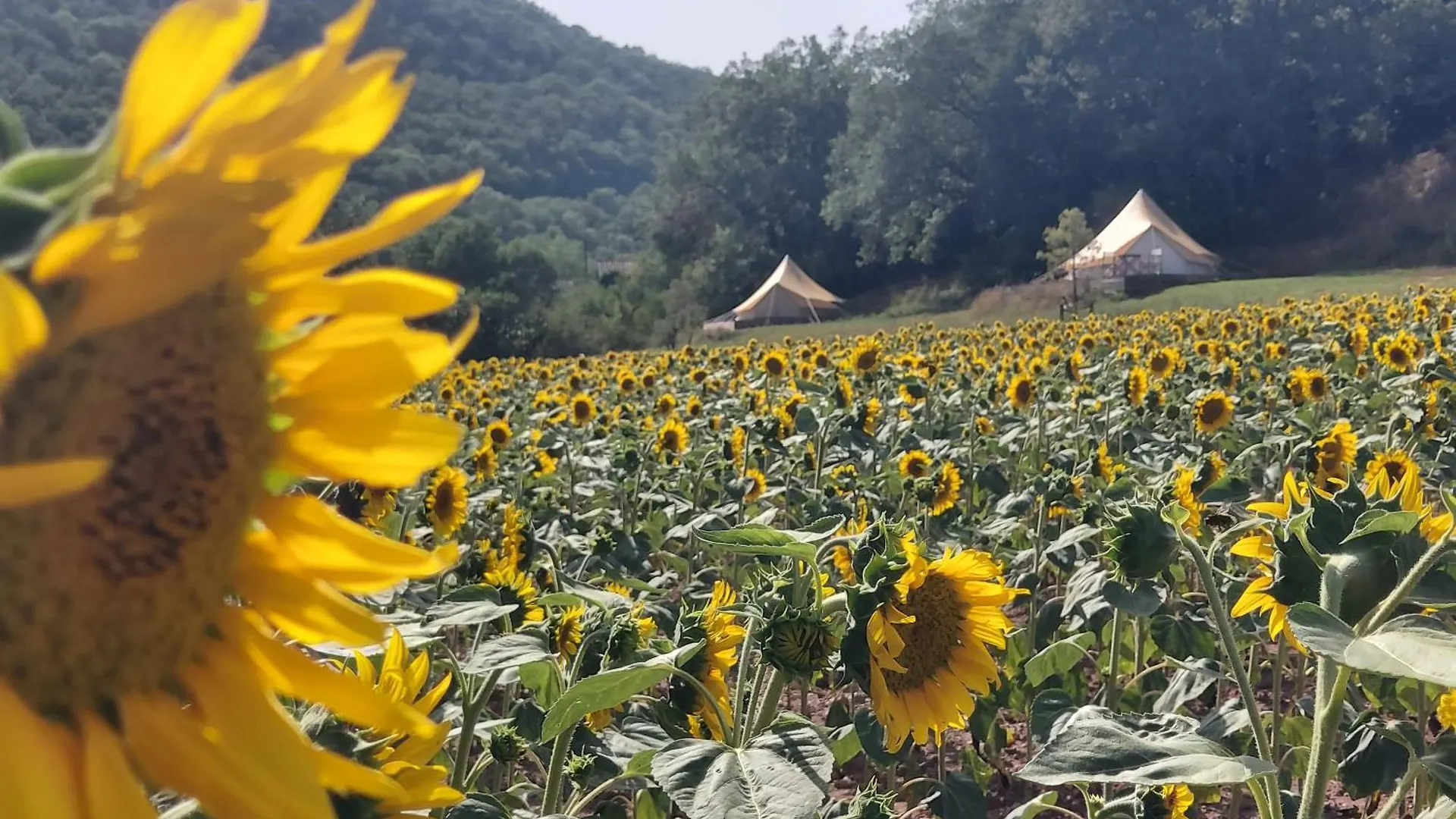 فندق Glamping Luz Olive Combret خيمة فخمة